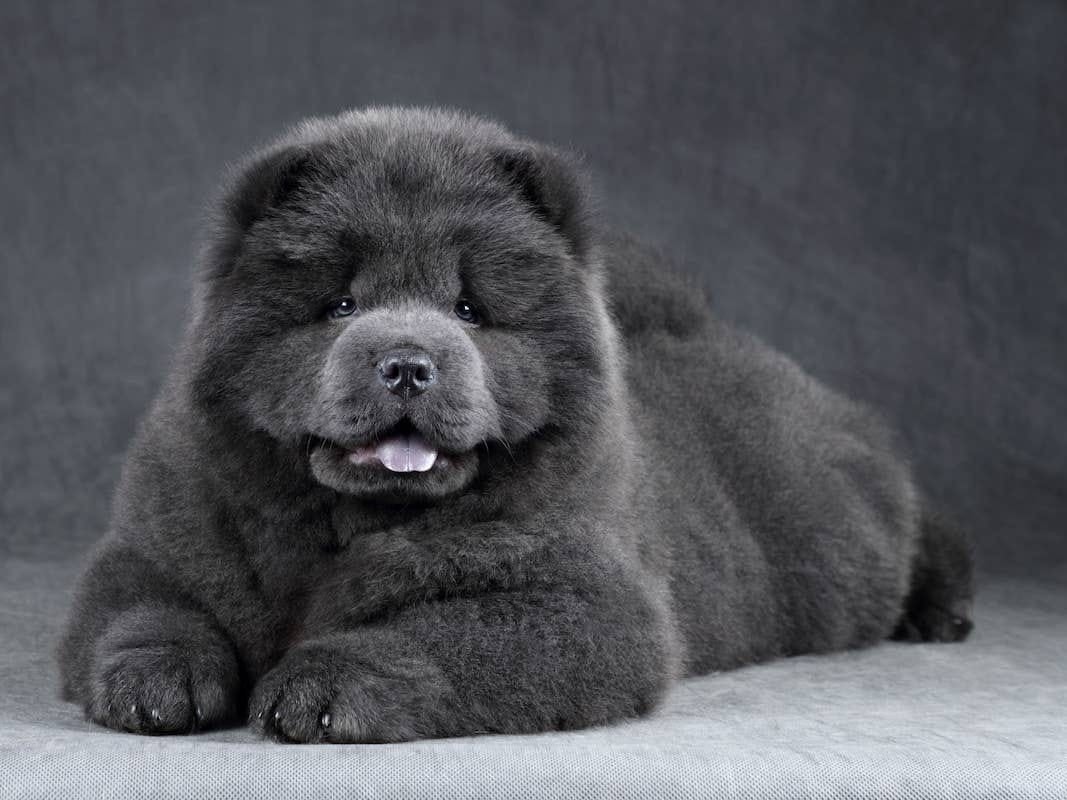 Teddy Dog gezocht, 8 tot 15 weken, Geslacht onbekend, Eén hond, Middel
