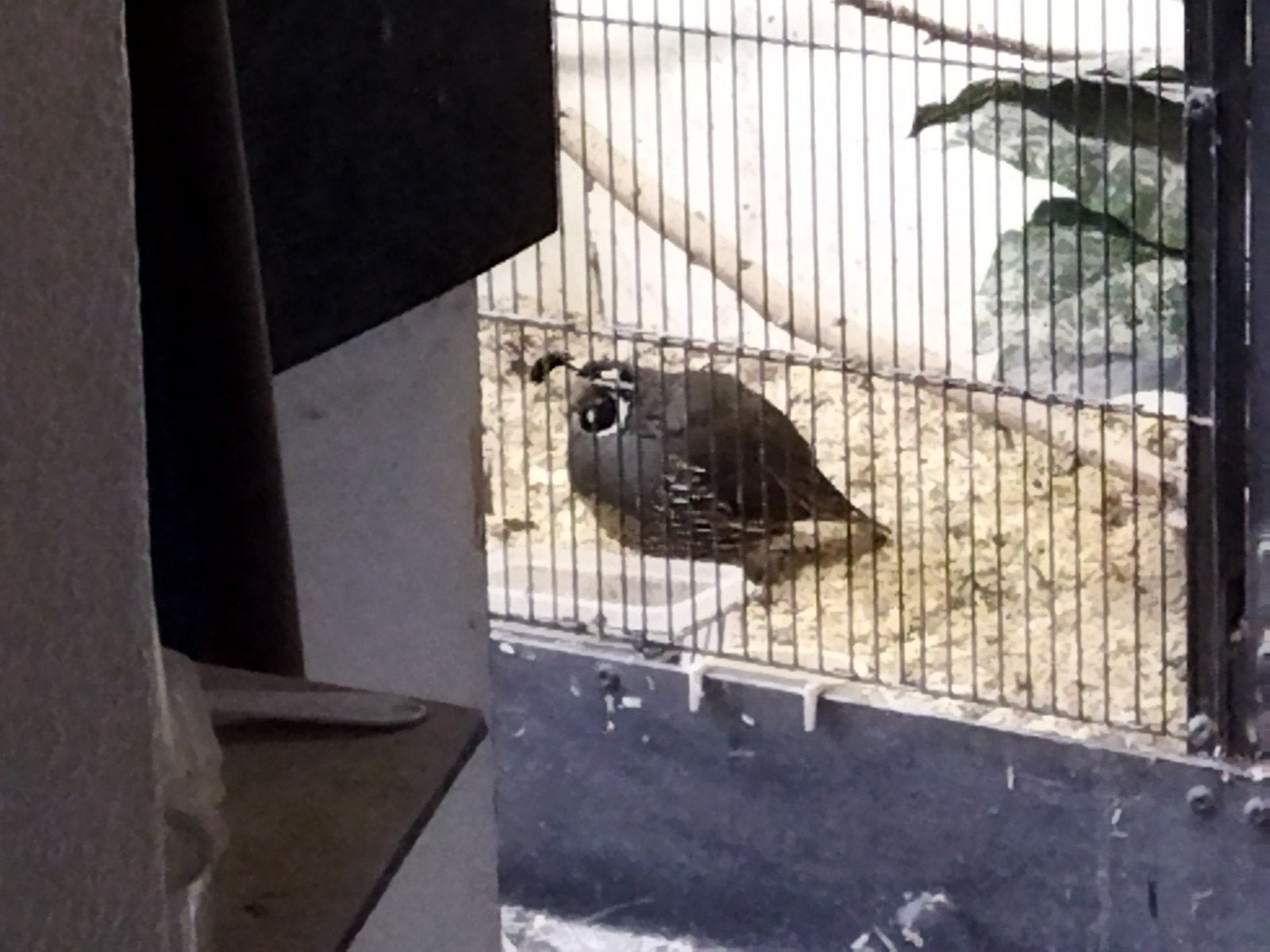 Californische kuifkwartel koppel, Dieren en Toebehoren, Meerdere dieren
