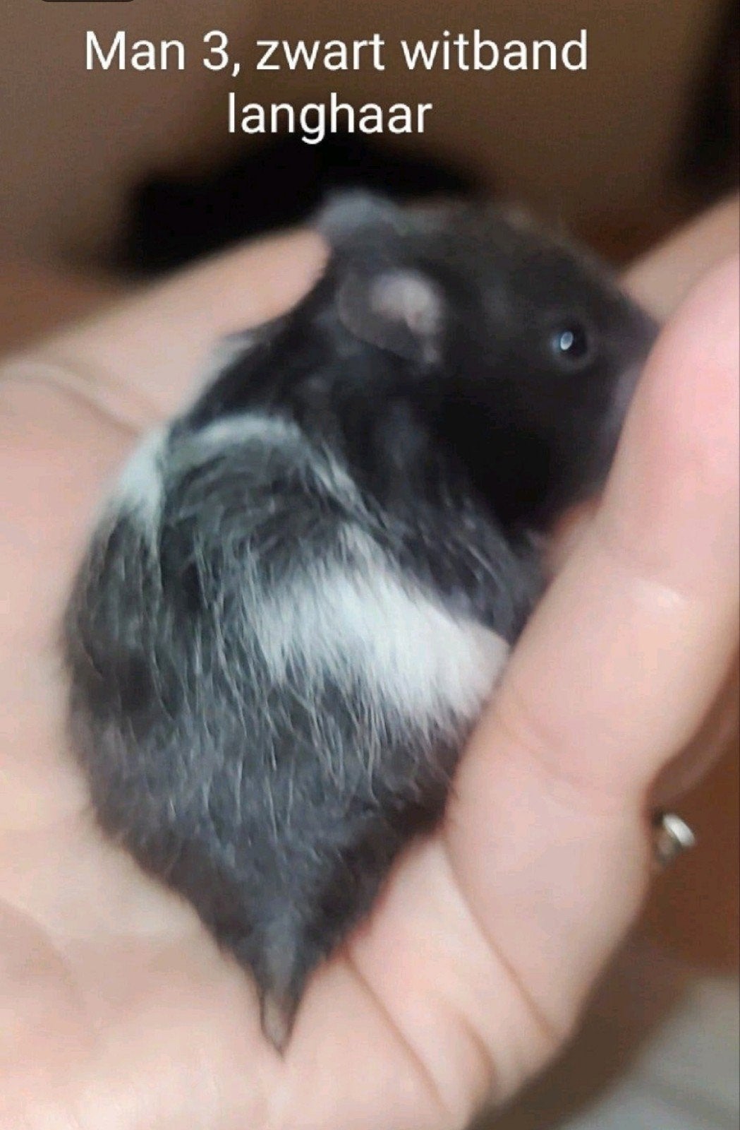 Lieve zwart witband langhaar hamster baby Man, Dieren en Toebehoren, Hamster, Augustus, Mannelijk, Tam