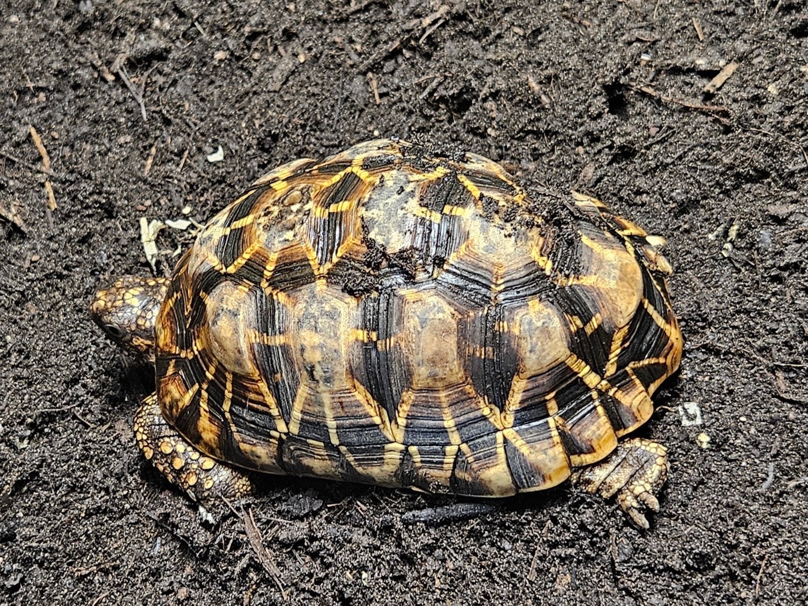 Kleine volwassen Geochelone Elegans schildpad vrouw te koop, Dieren en Toebehoren, Reptielen en Amfibieën, Schildpad, Tam, 11 jaar of ouder