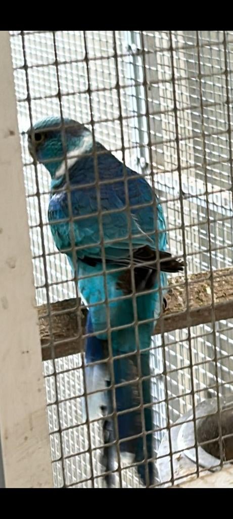 Gezocht blauwe barnard mannen!, Dieren en Toebehoren, Mannelijk, Parkiet, Geringd