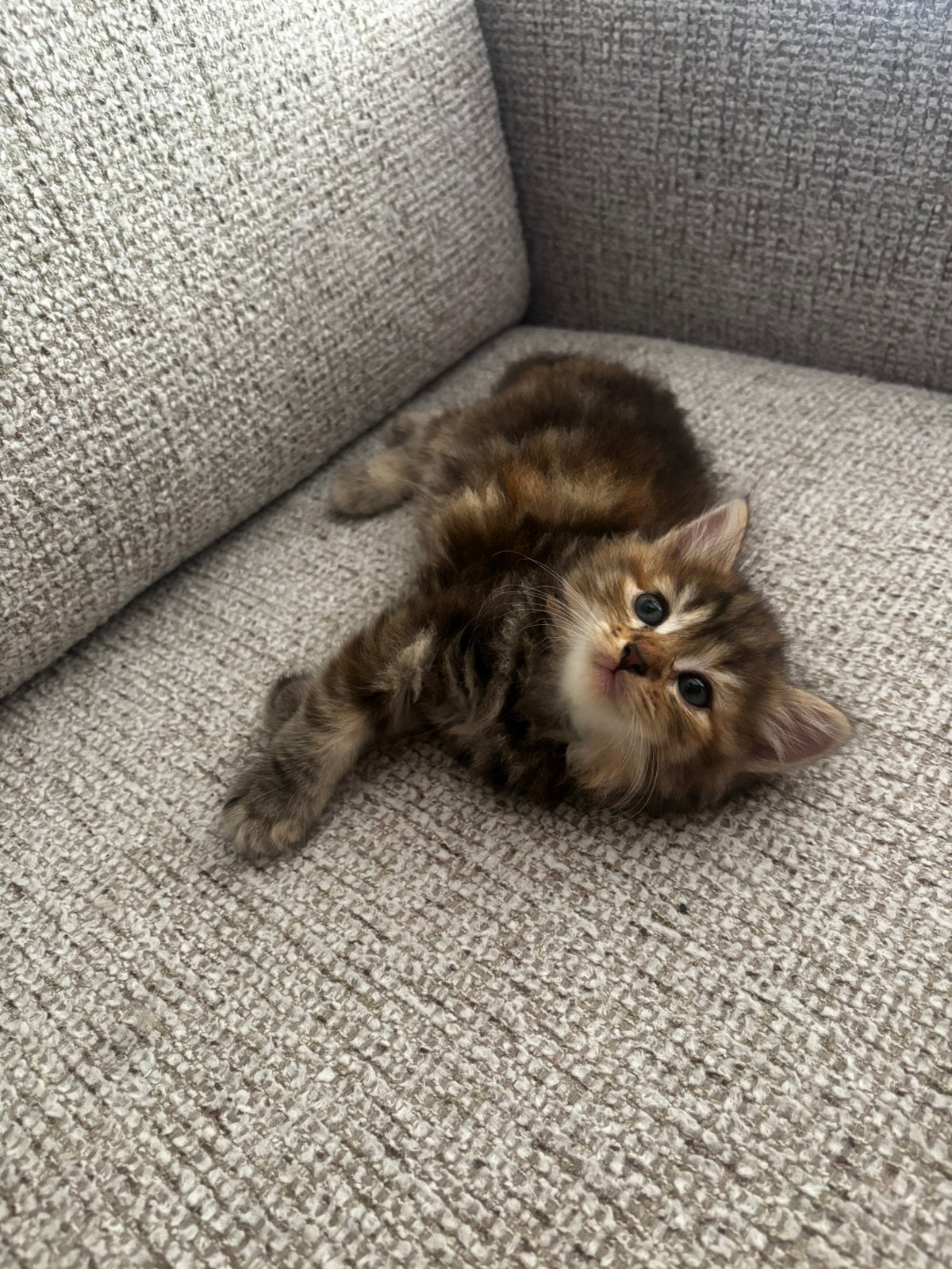 Prachtige Siberische kittens!, Meerdere dieren, Ingeënt