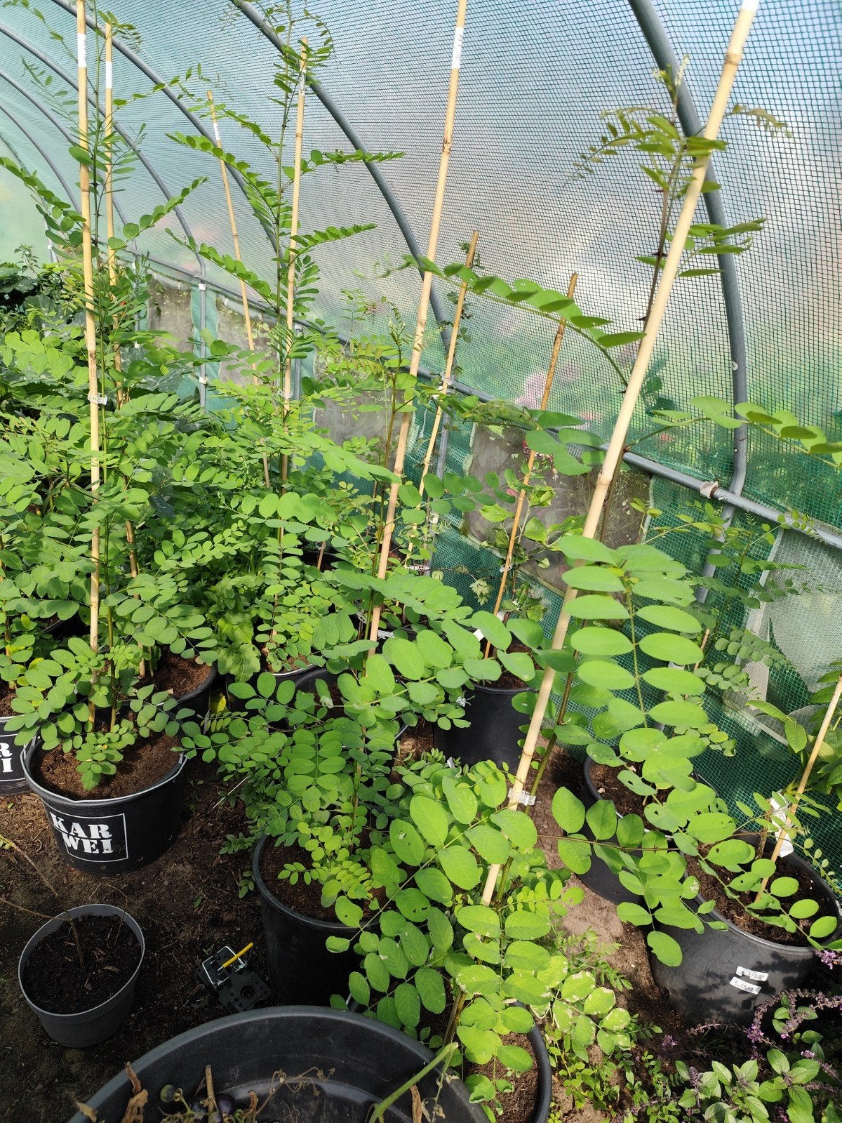 12x Robinia Pseudoacacia (Valse Acacia) - Jonge Bomen, Overige soorten, Lente, Minder dan 100 cm, Ophalen
