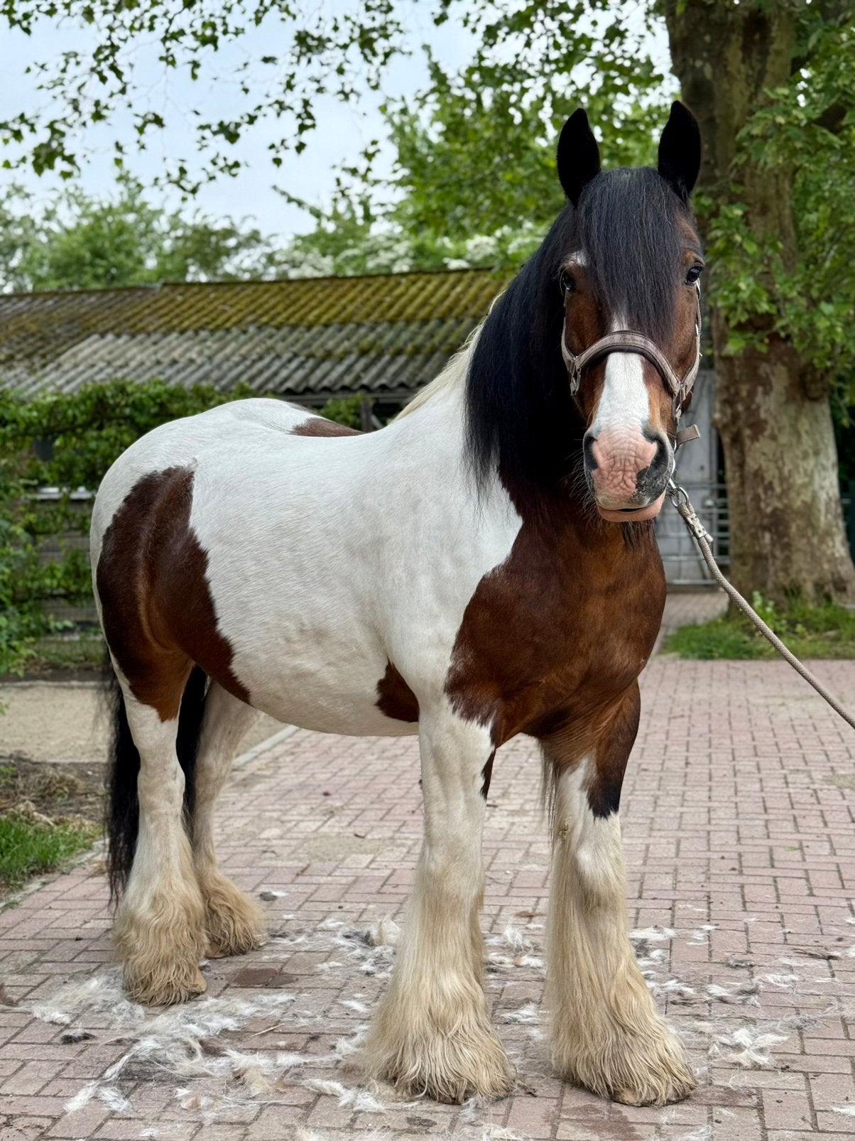 Gezocht verzorger/bijrijder/lease/koper, Dieren en Toebehoren, Ophalen of Verzenden