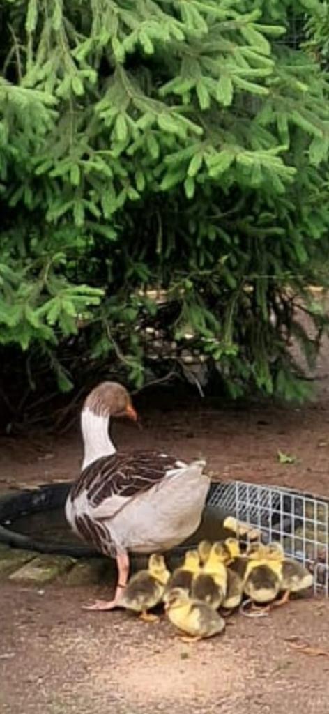 Twente land gansjes te koop, Geslacht onbekend, Gans of Zwaan