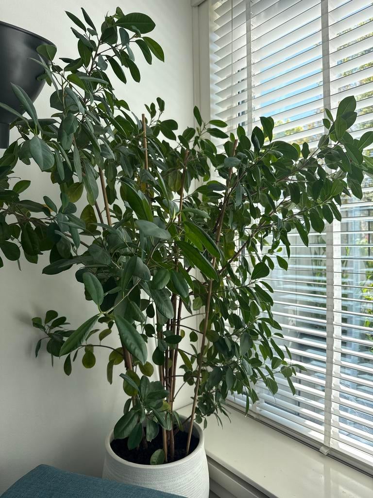 Grote Ficus kamerplant in witte pot, Huis en Inrichting, Ophalen, Ficus, Halfschaduw, In pot