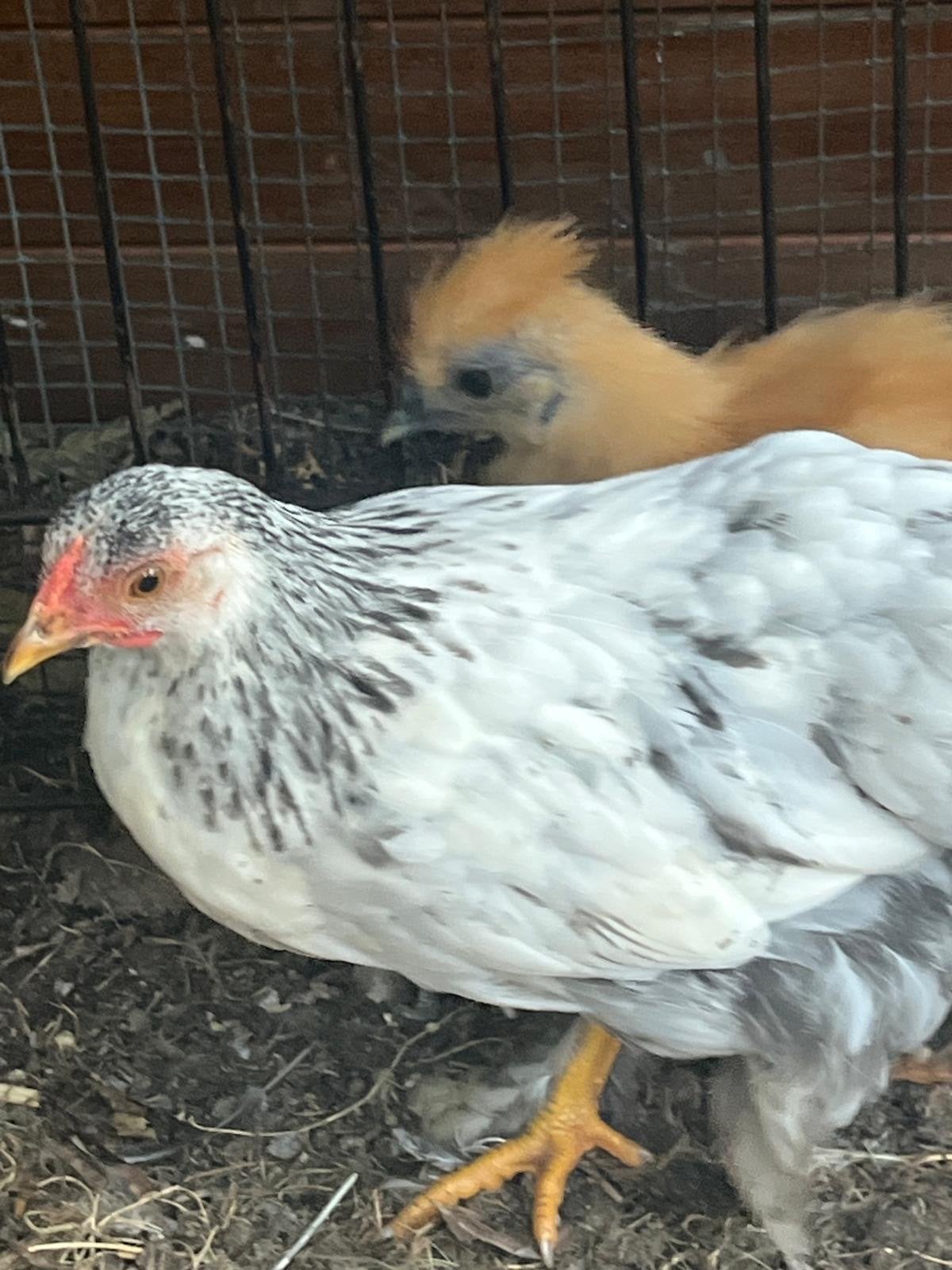 Kippen te koop – diverse rassen en kruisingen, Dieren en Toebehoren, Meerdere dieren, Kip