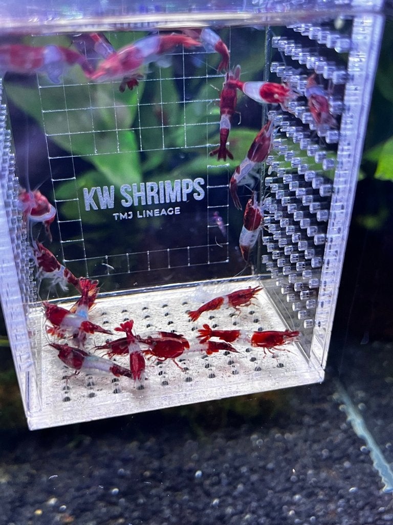 Neocaridina Red Rili Siergarnaal, Kreeft, Krab of Garnaal, Zoetwatervis