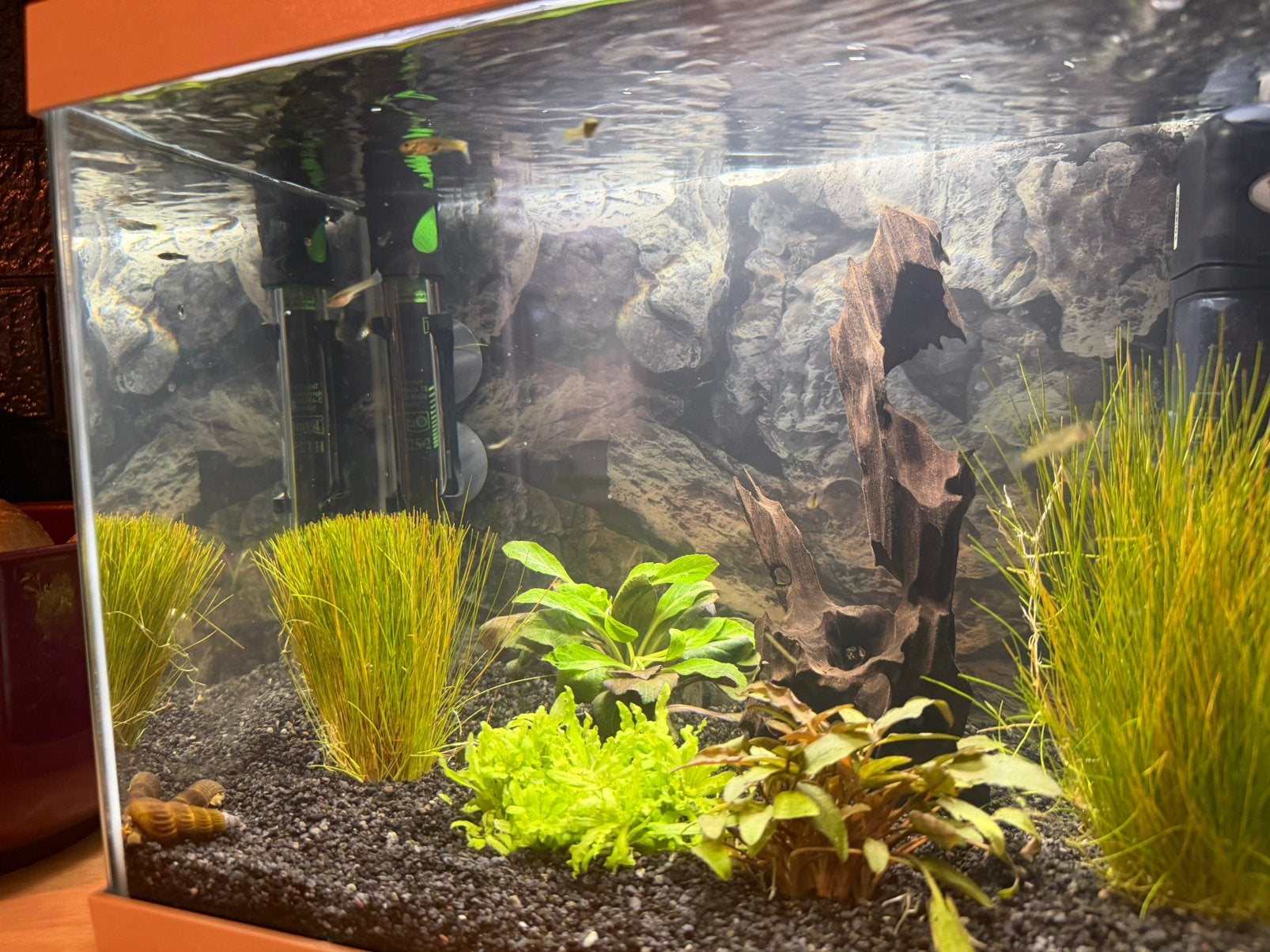 Guppy's, Dieren en Toebehoren, Vissen | Aquariumvissen, Vis