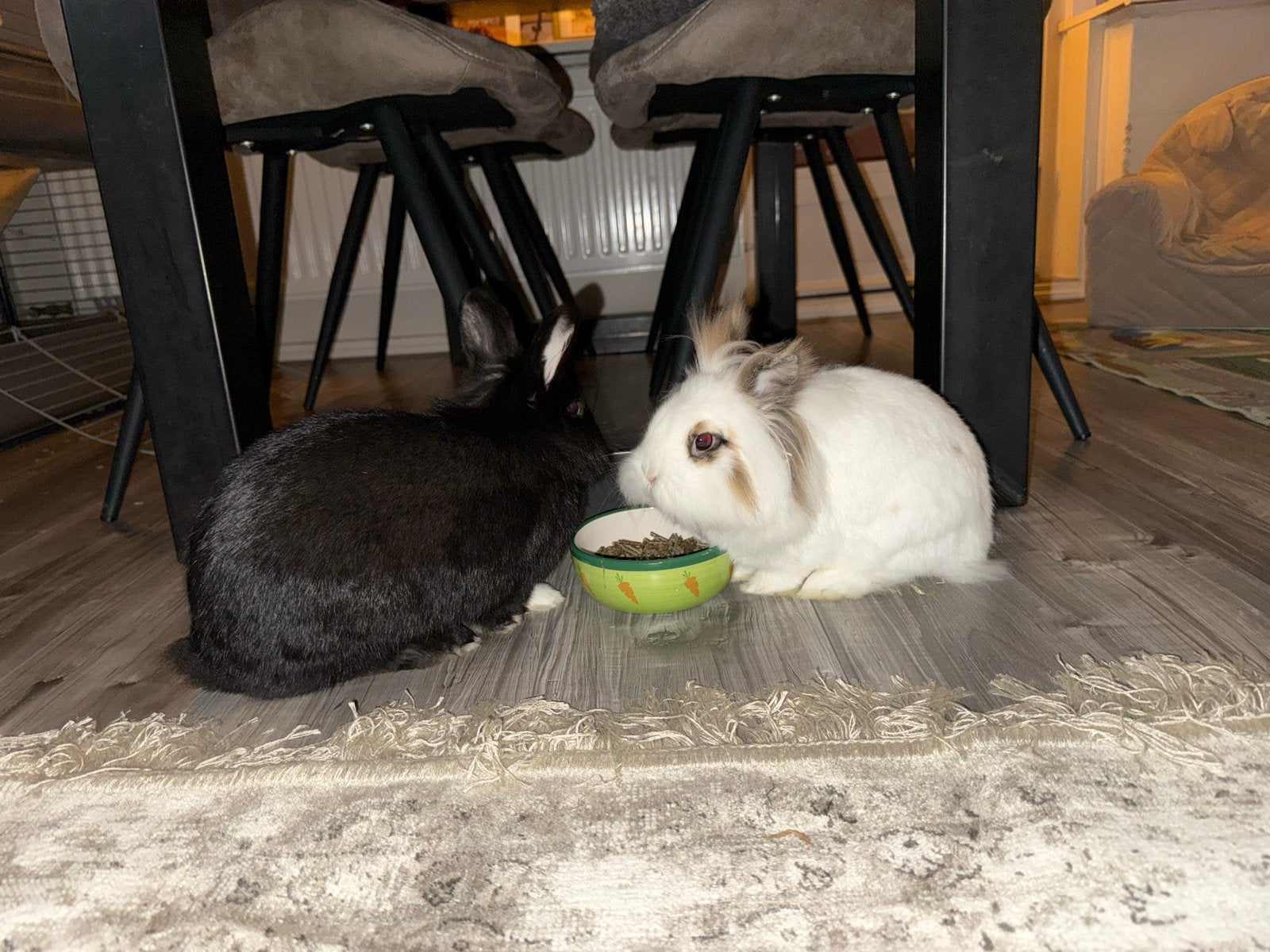 Lief konijnenkoppeltje zoekt nieuw huis, Dieren en Toebehoren, Knaagdieren en Konijnen | Toebehoren, Ophalen