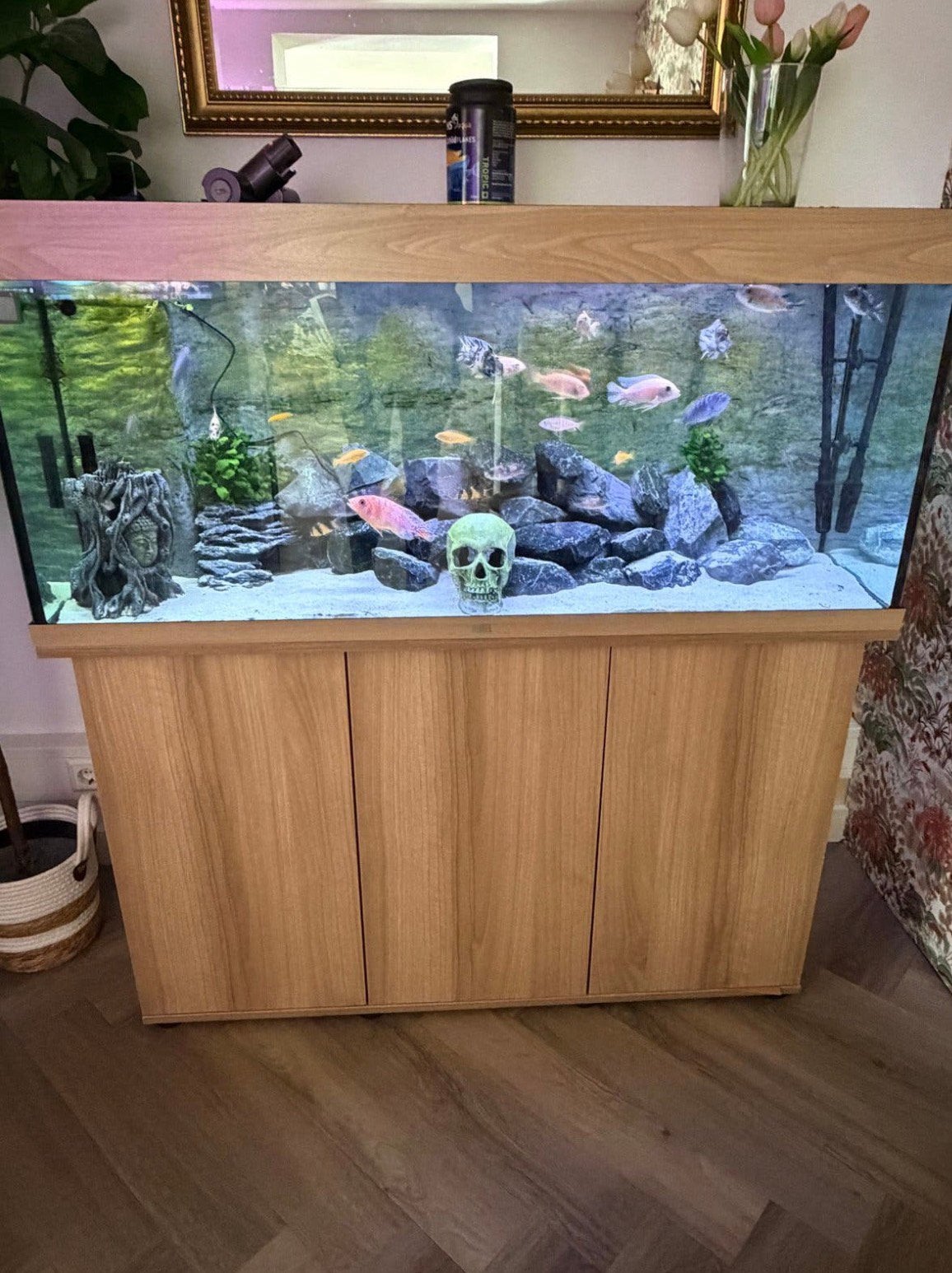 JUWEL RIO 240 met Helialux spectrum, Vis