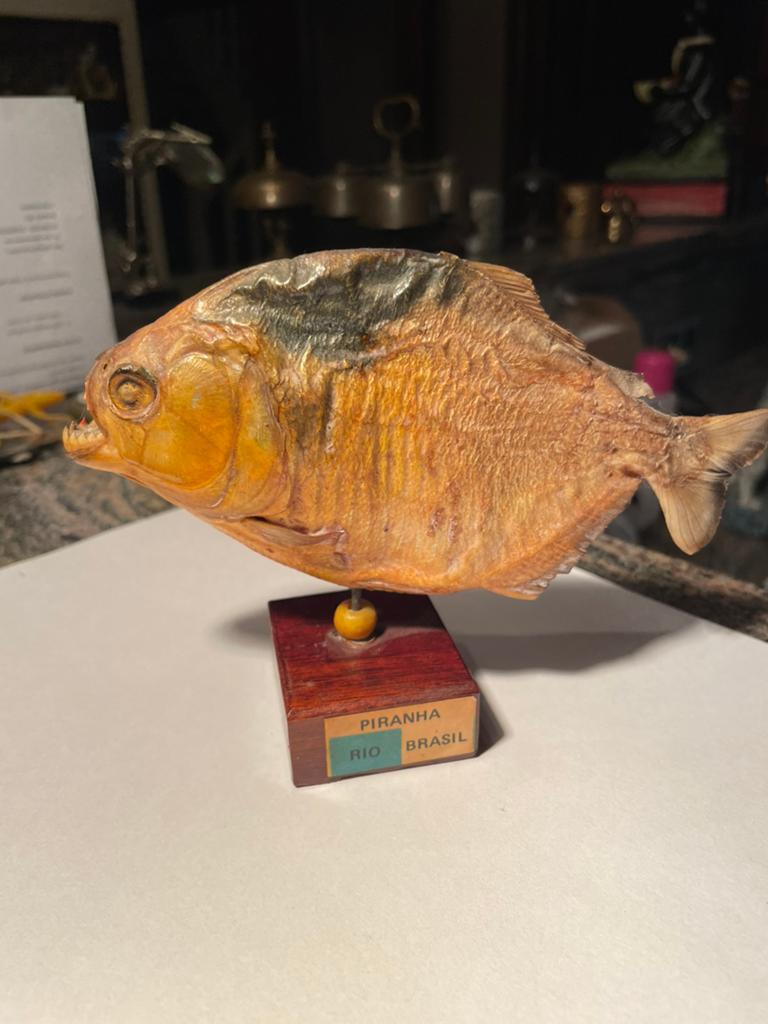Taxidermie Piranhya Brasil zeer goede staat, Ophalen