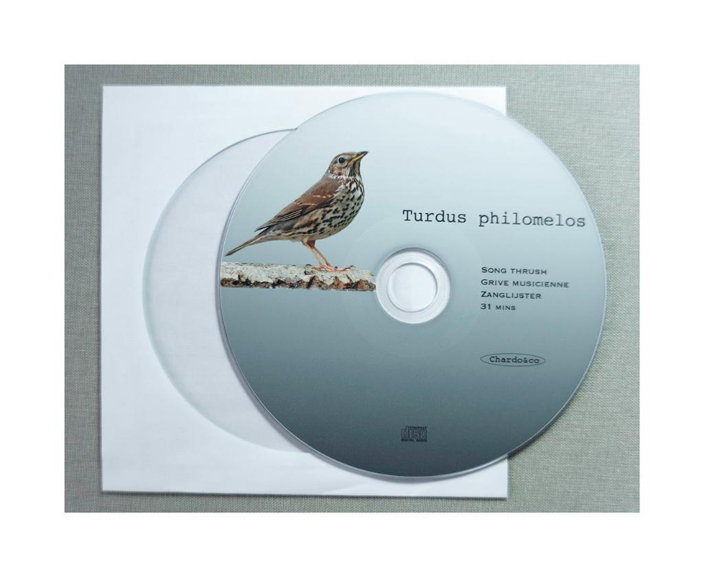 Zanglijster, Meerdere dieren, Wildzangvogel, Geringd