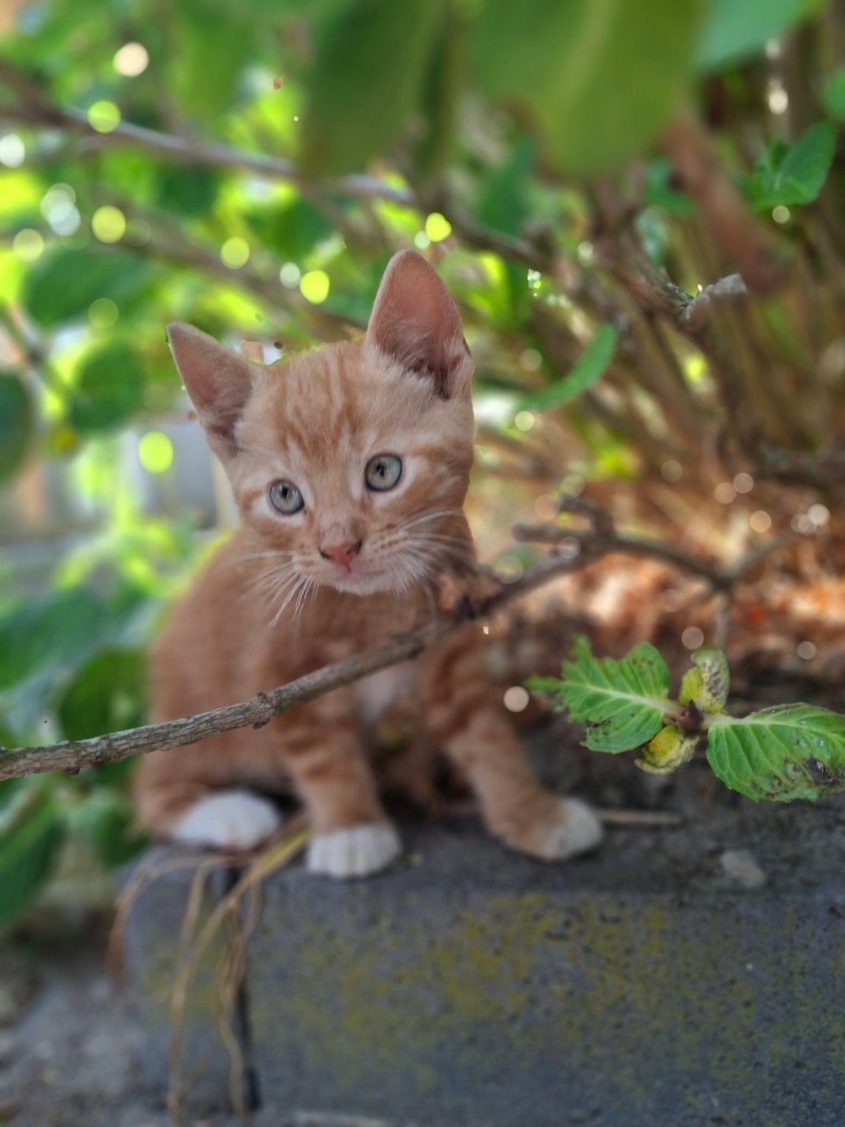 Lieve boerderij kittens., Meerdere dieren