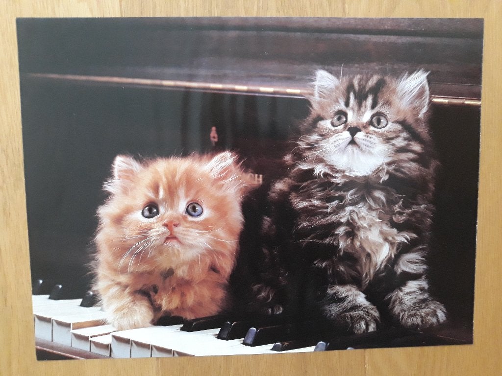 Poster met 2 schattige poesjes in wissellijst - 40 x 30 cm, Met lijst, Rechthoekig Liggend, Ophalen of Verzenden, Zo goed als nieuw