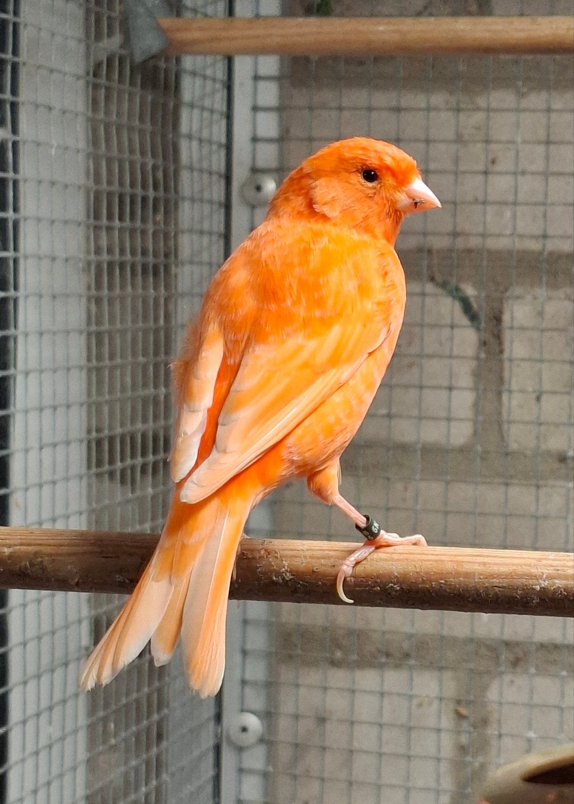 te koop: 3 rode kanaries, Dieren en Toebehoren, Geslacht onbekend, Kleurkanarie