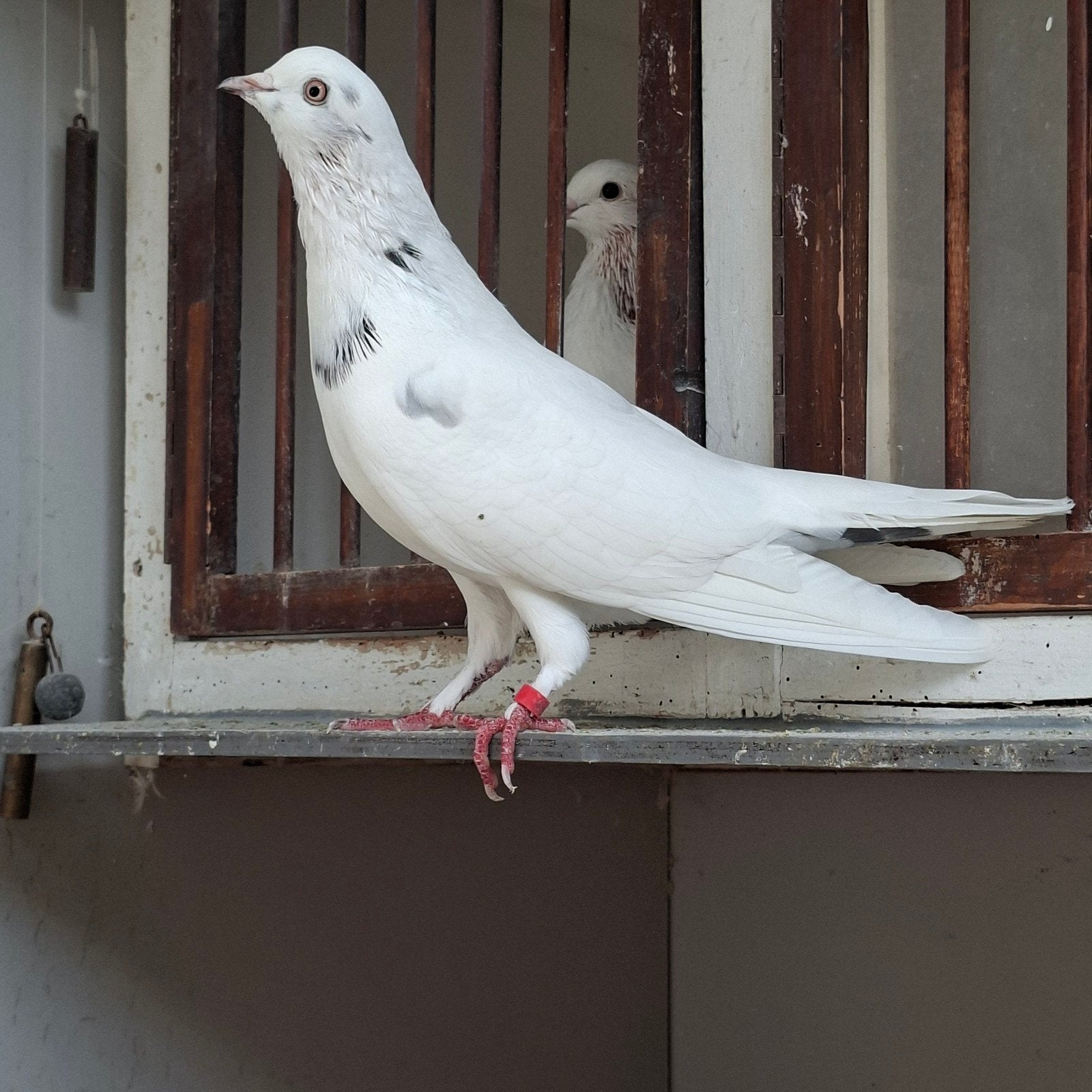 takla met ring, Dieren en Toebehoren