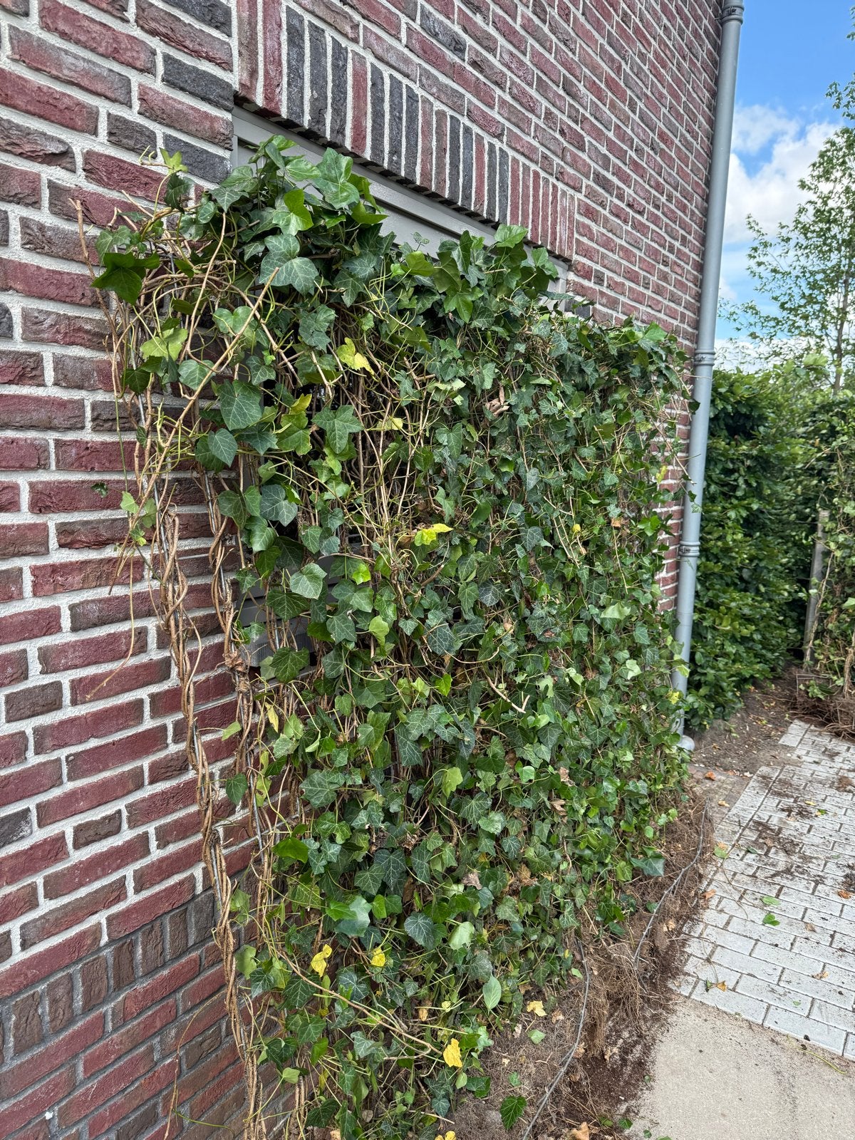 6 Hedera schermen 180x120cm - Direct privacy, Tuin en Terras, Ophalen of Verzenden, Gebruikt, Overige materialen, Overige typen
