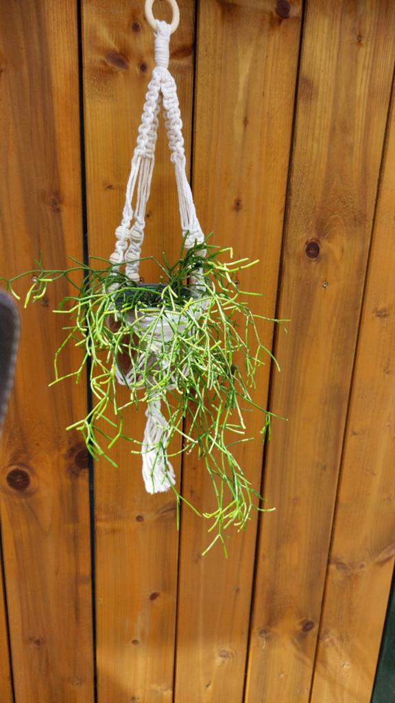 Macrame  plantenhanger, Ophalen