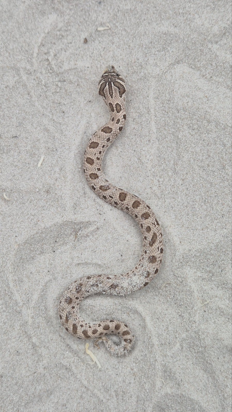 Haakneusslang het maitai Hognose Snake photo 4