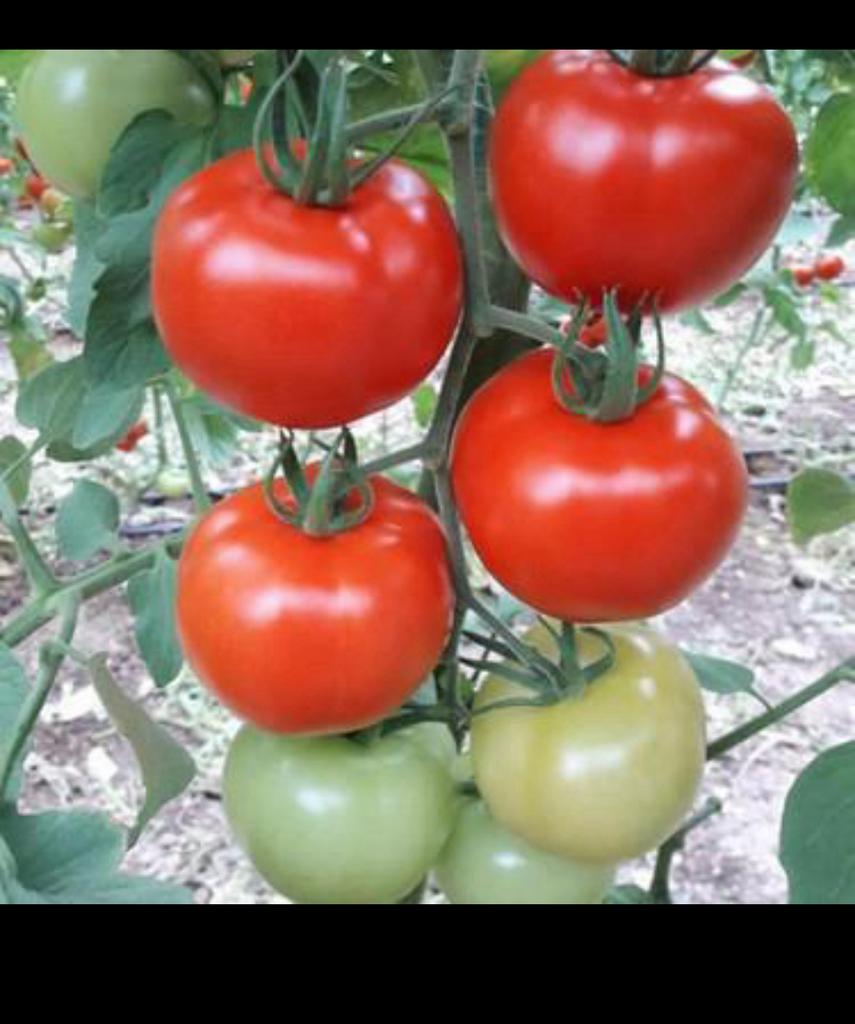 **Biologische** moestuin groente plantjes stekjes fide fidan, Ophalen, Volle zon, Groenteplanten, Eenjarig