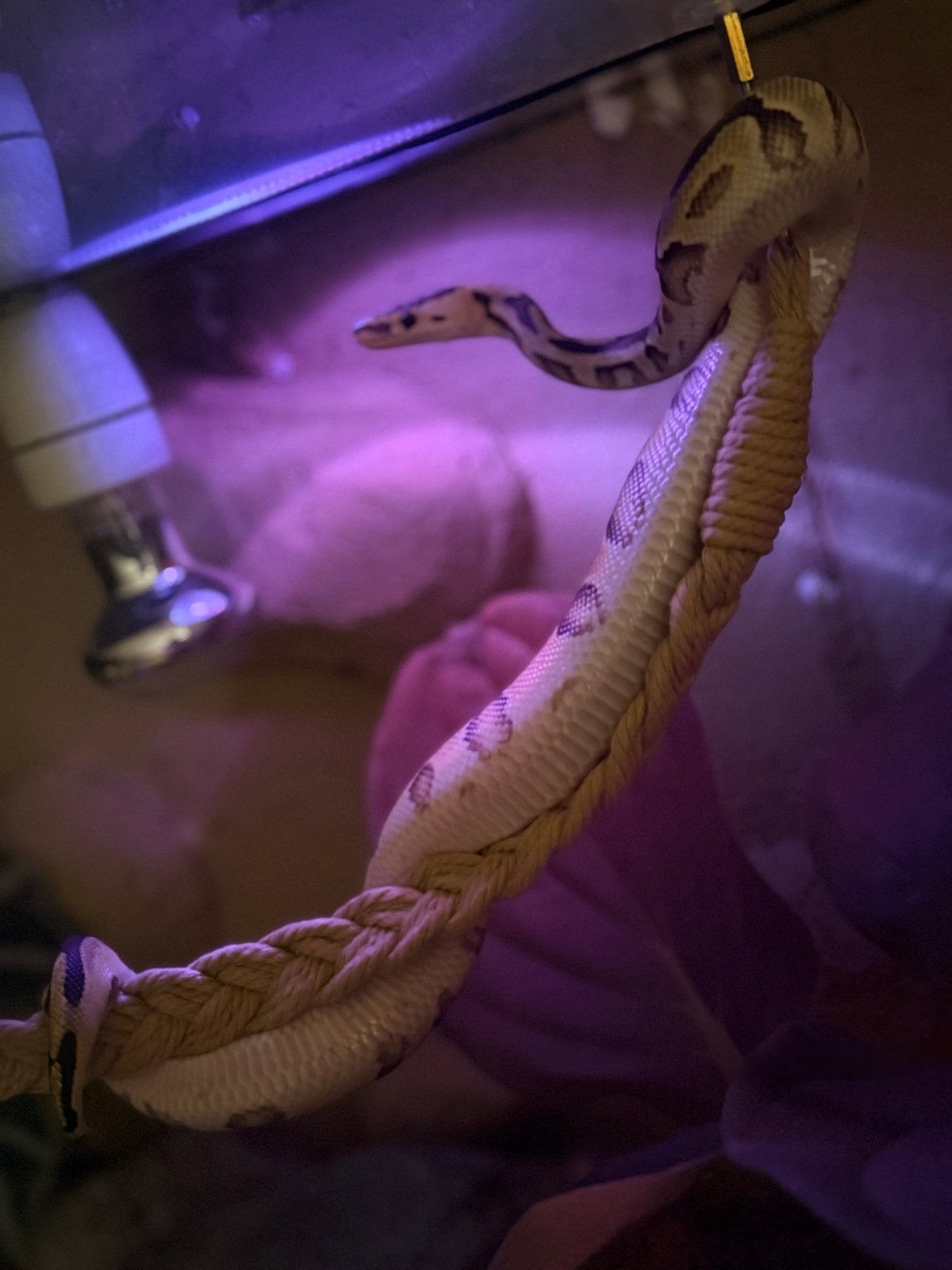 Ball python Ball Python photo 2
