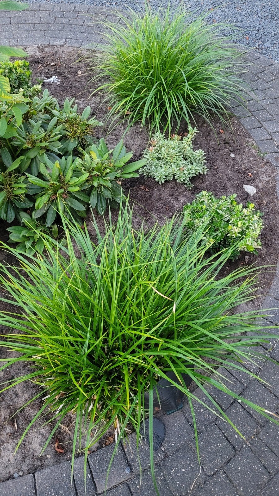 Grasplanten die weer mooi groen worden na snoeien, Ophalen, Volle zon, Vaste plant, Siergrassen