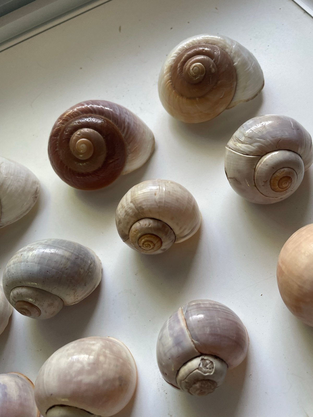 Mooie collectie van 31 stuks Cepaea Nemoralis, Ophalen of Verzenden, Schelp(en)