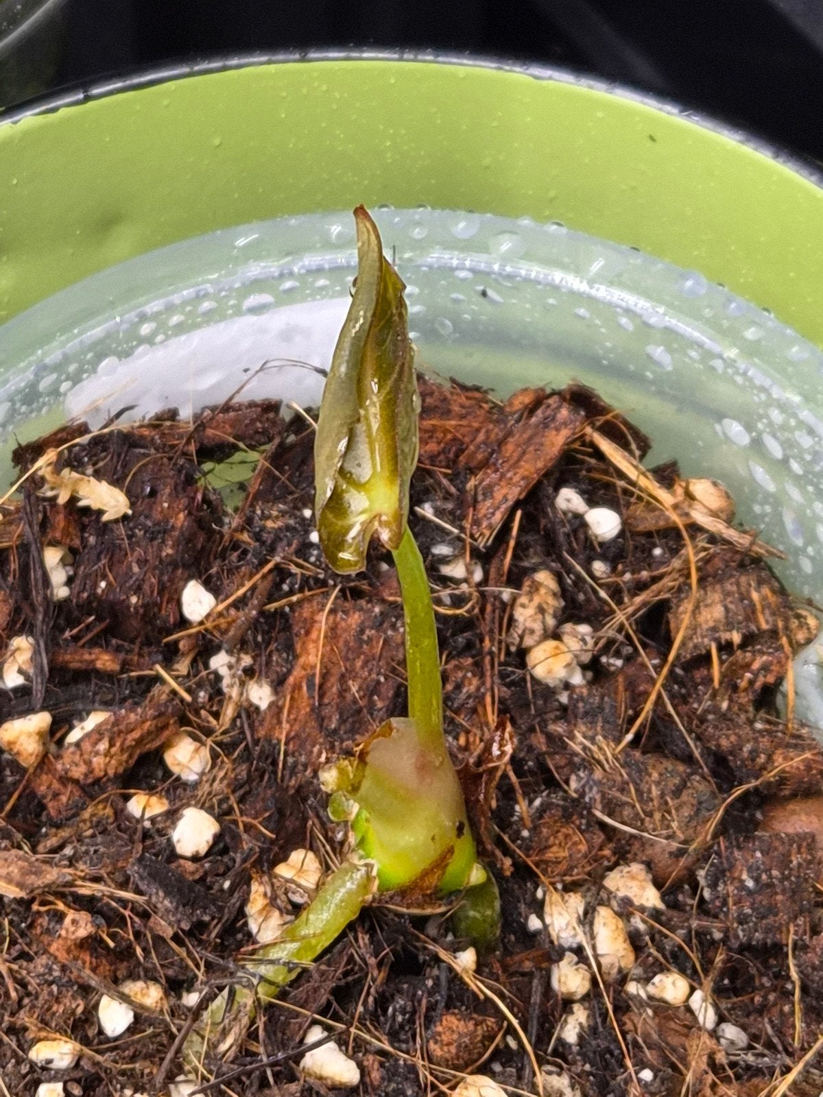 Anthurium Forgetii X Magnificum, Overige soorten, In pot, Minder dan 100 cm, Bloeiende kamerplant