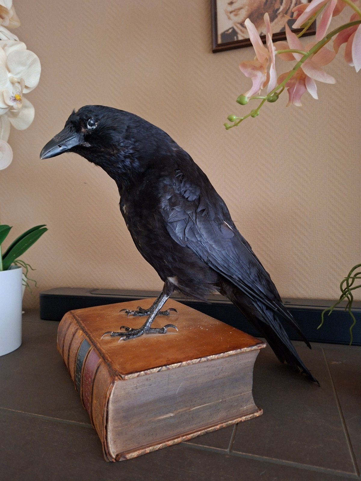 opgezette vogels taxidermie opgezet, Ophalen of Verzenden, Zo goed als nieuw, Vogel, Opgezet dier