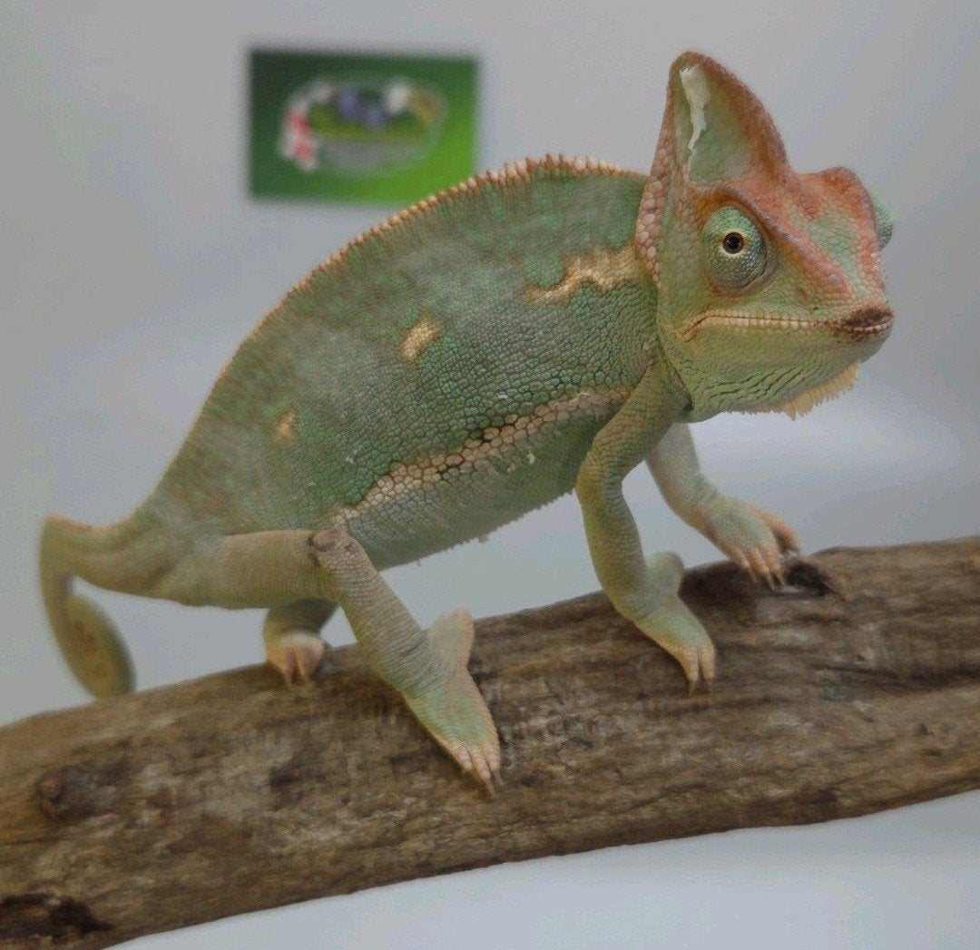 Jemen Kameleon 2x, Dieren en Toebehoren, 0 tot 2 jaar