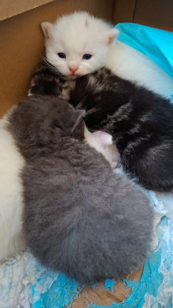 Halflangharige kittens, Dieren en Toebehoren, Katten en Kittens | Overige Katten