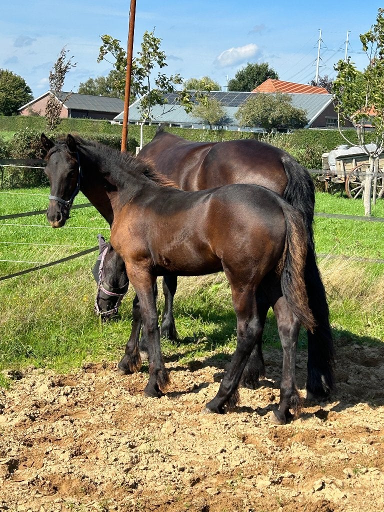 Fries merrie veulen Hilbert  X Hessel, Niet van toepassing, Dressuurpaard, 0 tot 2 jaar, Merrie