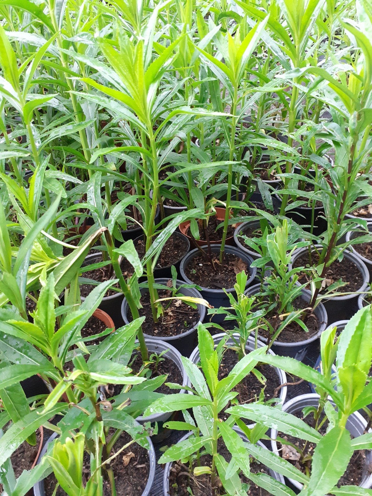 Scharnierplant, Ophalen, Overige soorten, Halfschaduw