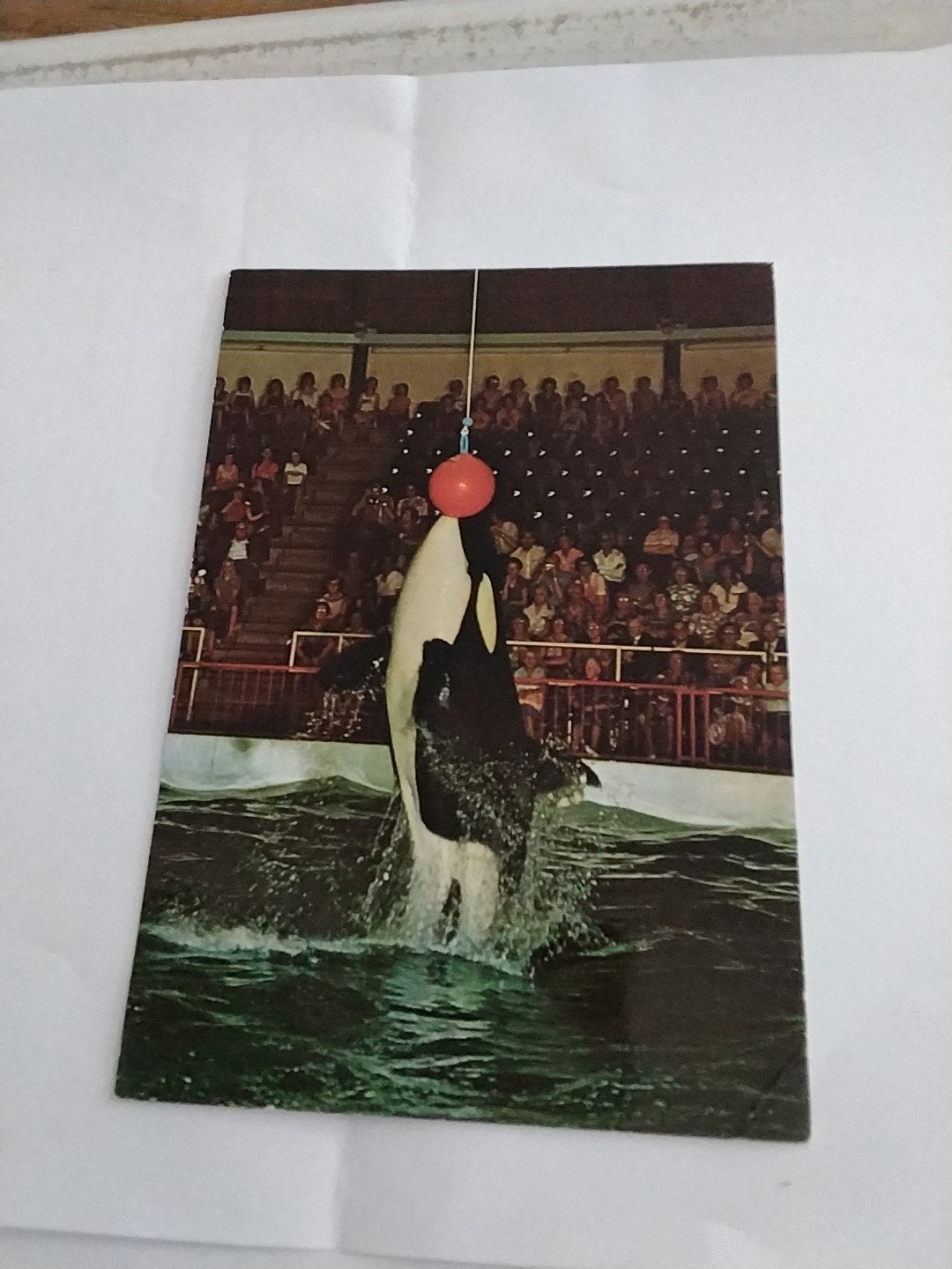 Oude Ansichtkaart Dolfinarium Harderwijk Orka Gudrun, Ophalen of Verzenden, 1960 tot 1980, Gelopen