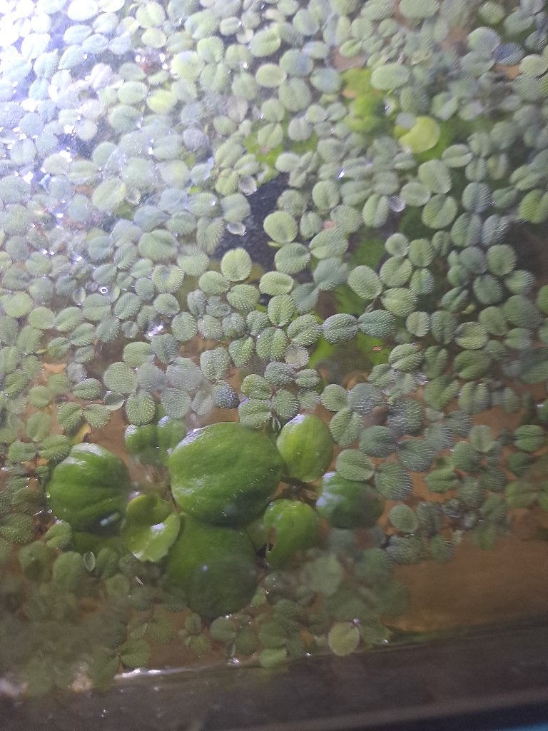 Aquarium drijfplantjes, Ophalen, Gebruikt, Plant(en), Steen of Hout, Overige merken