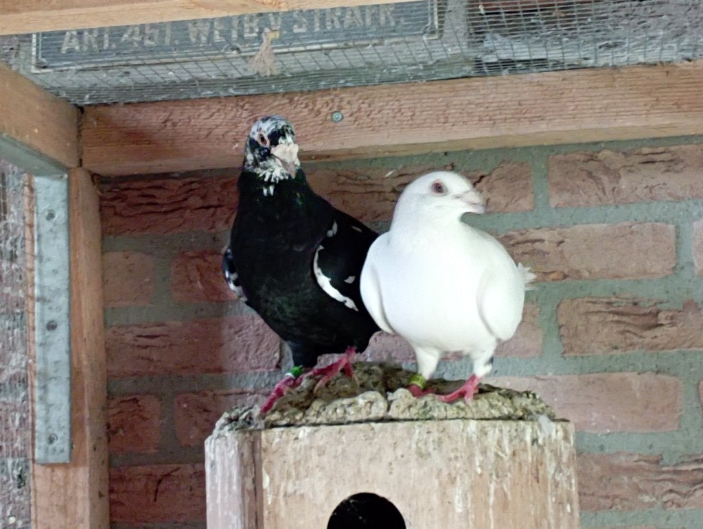 Scherens van Gramsberen duiven, Meerdere dieren, Postduif