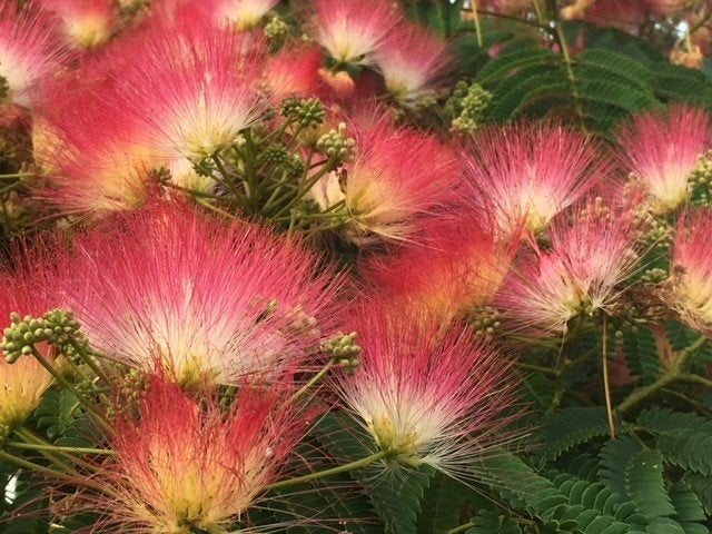 Albizia Slaapboom/Zijdeboom NU VOOR € 16,95  H. 120-130 cm, Overige soorten, 100 tot 250 cm, Zomer, Ophalen