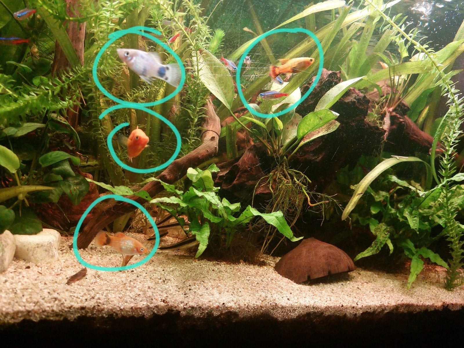 4 platy visjes: 3 v, 1 m, Vis