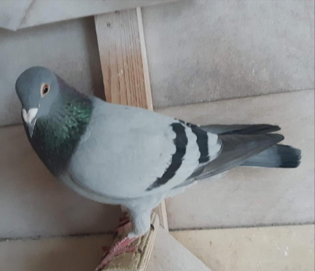 Duivin 2024, Dieren en Toebehoren, Vogels | Duiven, Vrouwelijk, Postduif