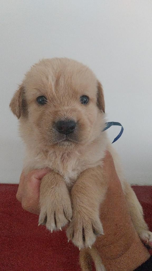 Hele mooie Retrieverpups, Dieren en Toebehoren, 8 tot 15 weken, Labrador retriever, Parvo, Meerdere