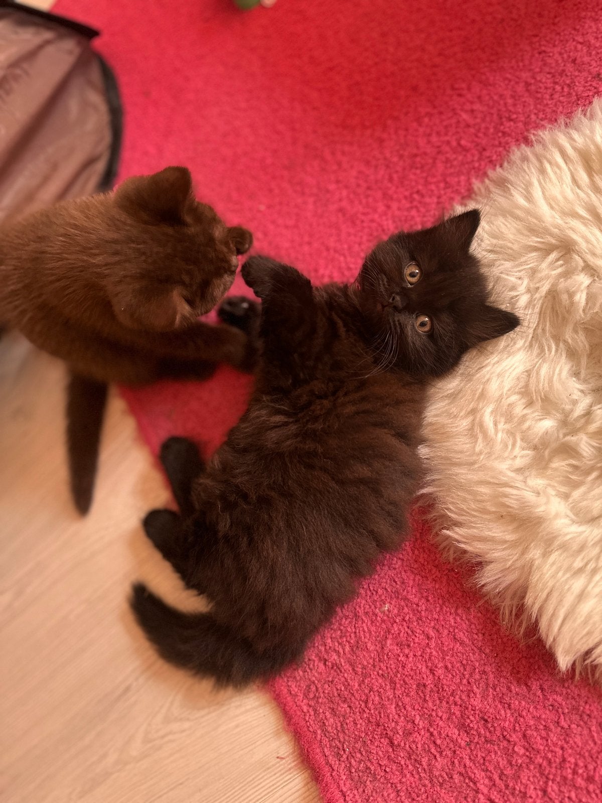 Britse langhaar kitten( katertje donkerbruin), Dieren en Toebehoren, Katten en Kittens | Raskatten | Langhaar, Meerdere dieren