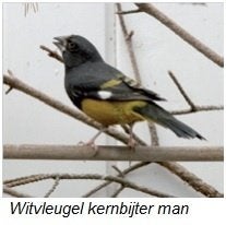 witvleugel appelvink man, Mannelijk, Tropenvogel