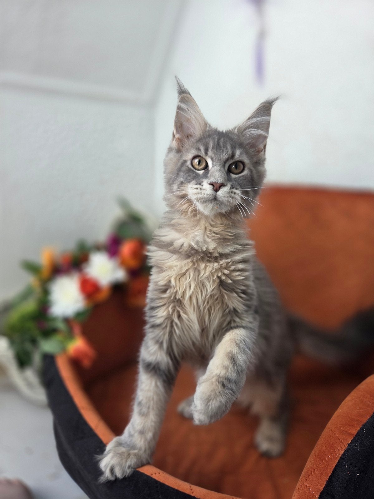 Maine Coon kittens met stamboom!, Dieren en Toebehoren, Meerdere dieren, Met stamboom