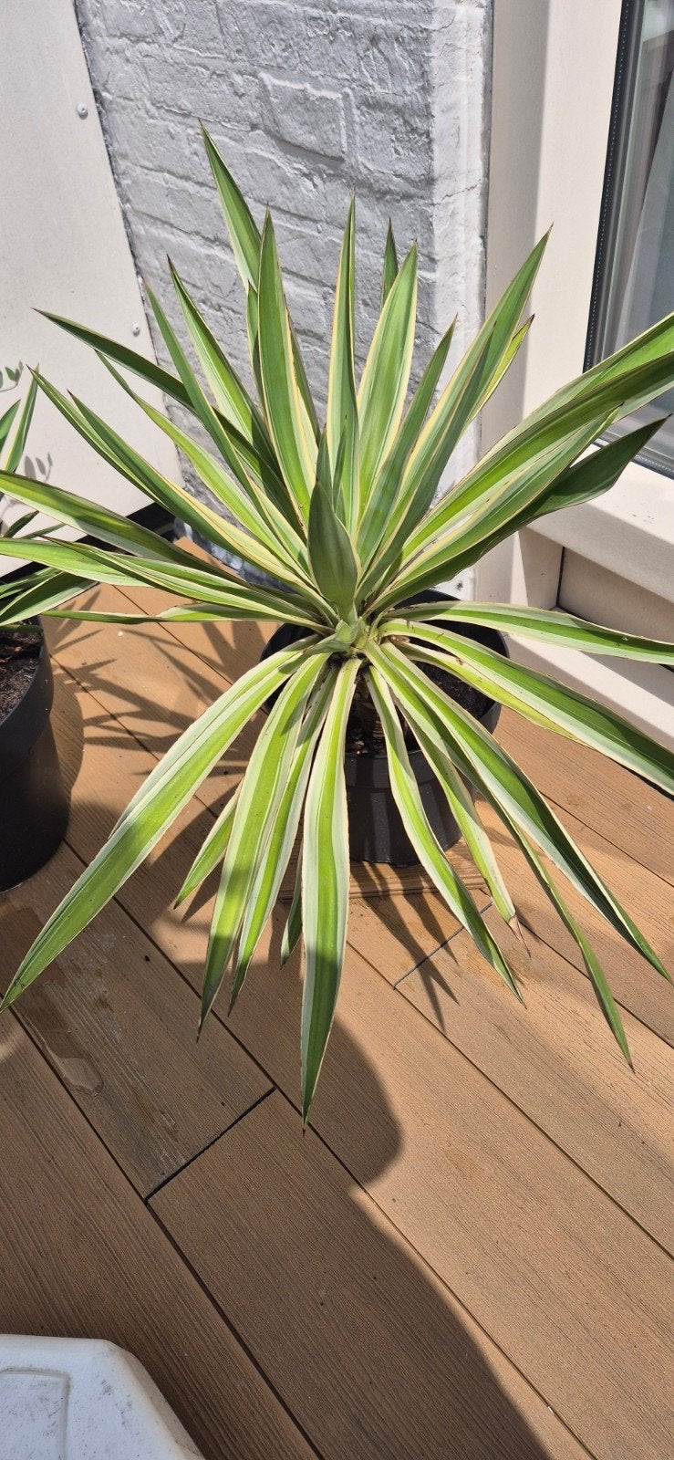Yucca gloriosa Variegata in pot, Ophalen, In pot, Halfschaduw, Minder dan 100 cm