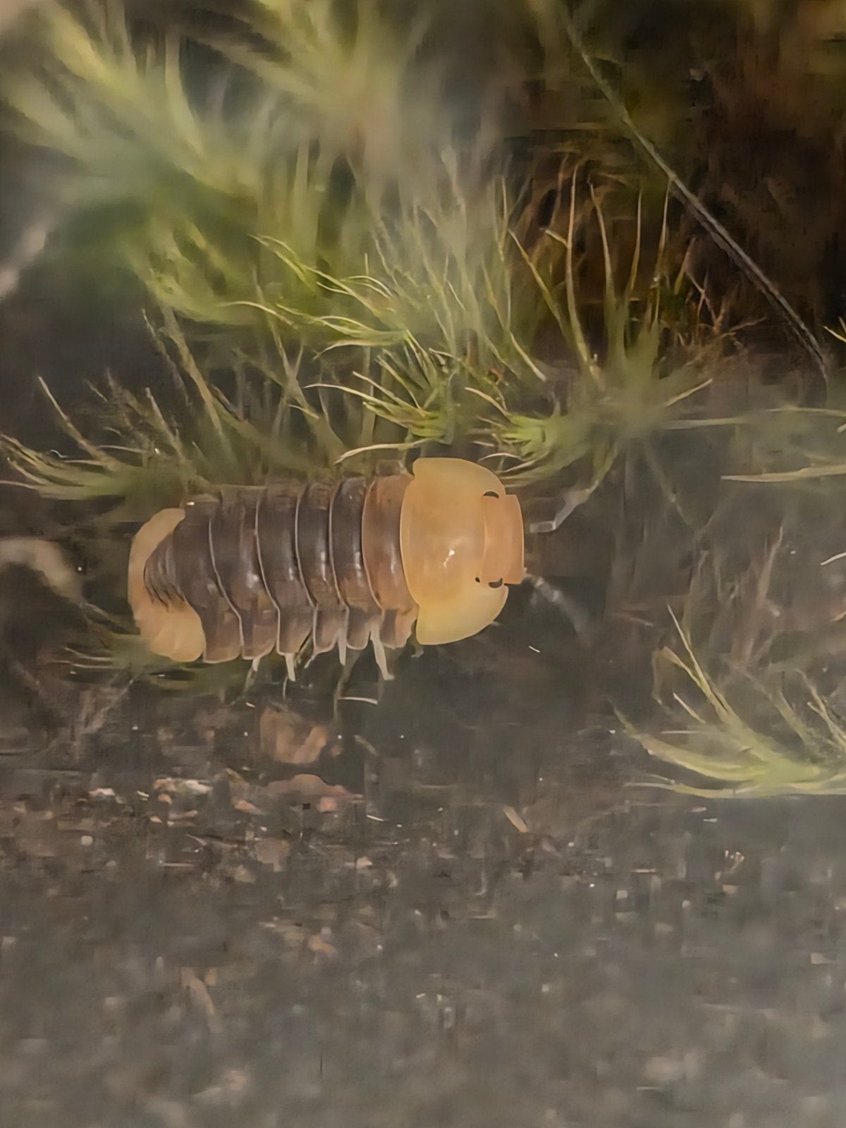 Rubber Ducky Isopods, Dieren en Toebehoren, Overige soorten