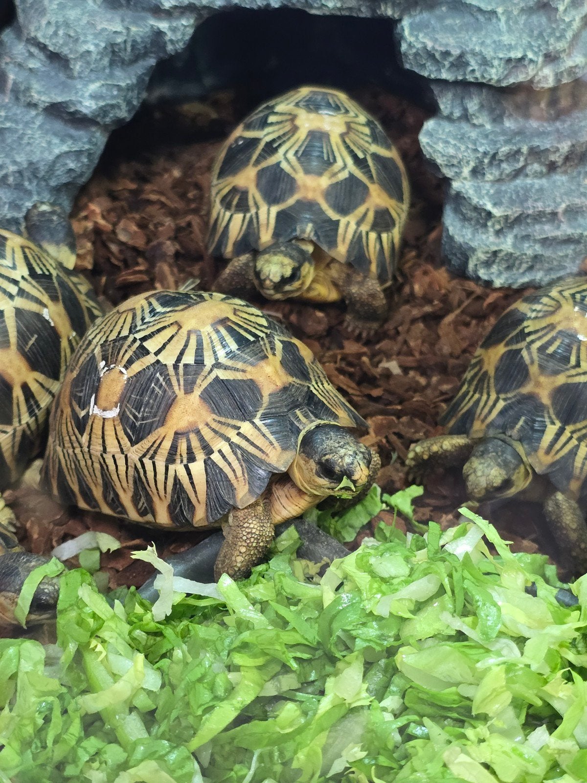 Prachtige stralenschildpadden (Astrochelys radiata) Tortoise photo 3