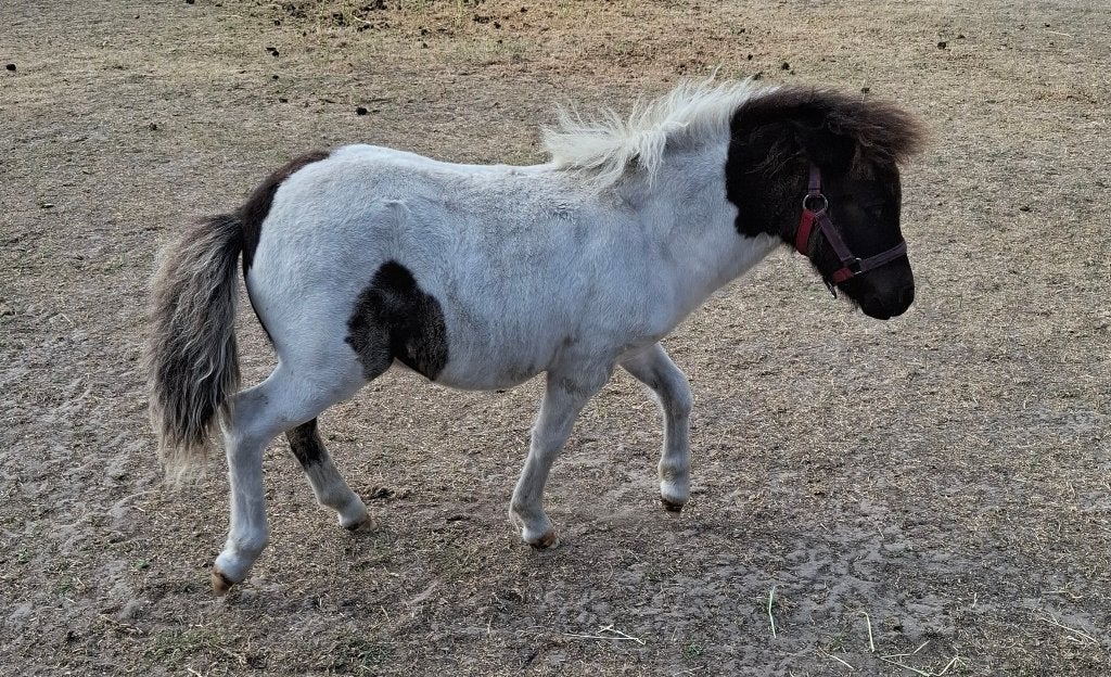 Shetlander bont merrie veulen, Dieren en Toebehoren, Merrie