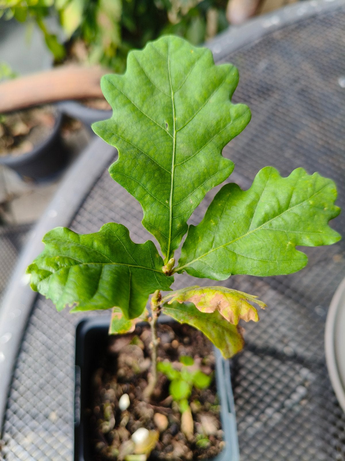 Eikenboom Quercus – Jonge Terrasplant – Mediterrane Sfeer, Ophalen, Vaste plant, Overige soorten, Halfschaduw