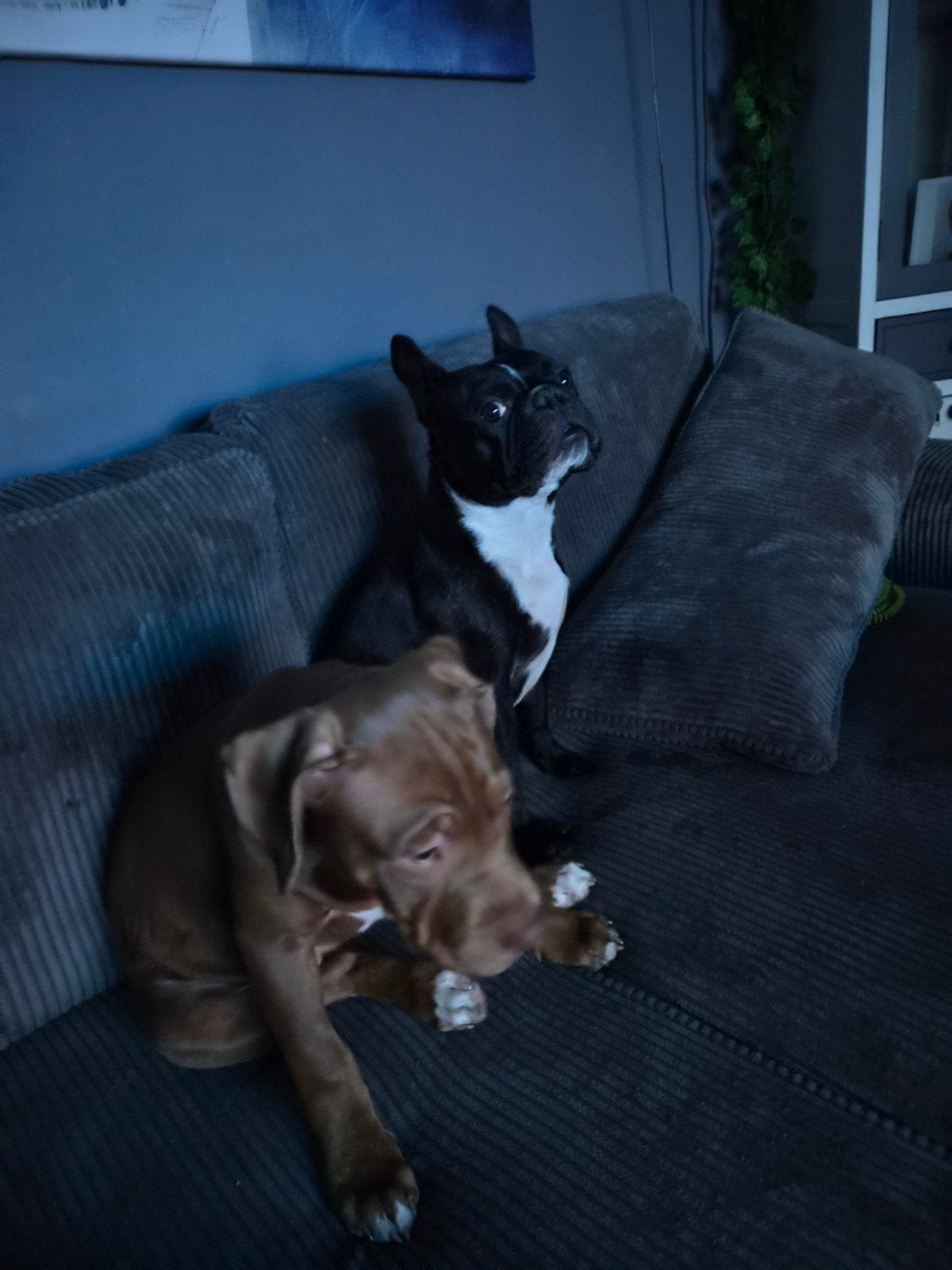 bully xl teefje 14 week jong, Dieren en Toebehoren, Overige rassen, 8 tot 15 weken, Teef, Eén hond